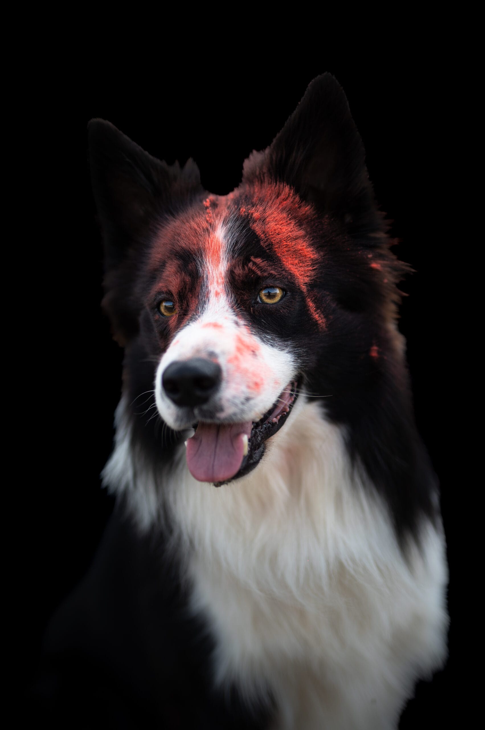 photo chat chaton chien chiot photographe professionnelle animalier grand est alsace lorraine bas rhin haut rhin strasbourg saverne nancy metz sarrebourg selestat colmar mulhouse miroir reflet mouvement portrait tableau extérieur eau pied dans l'eau regard complicité amour choix couleurs