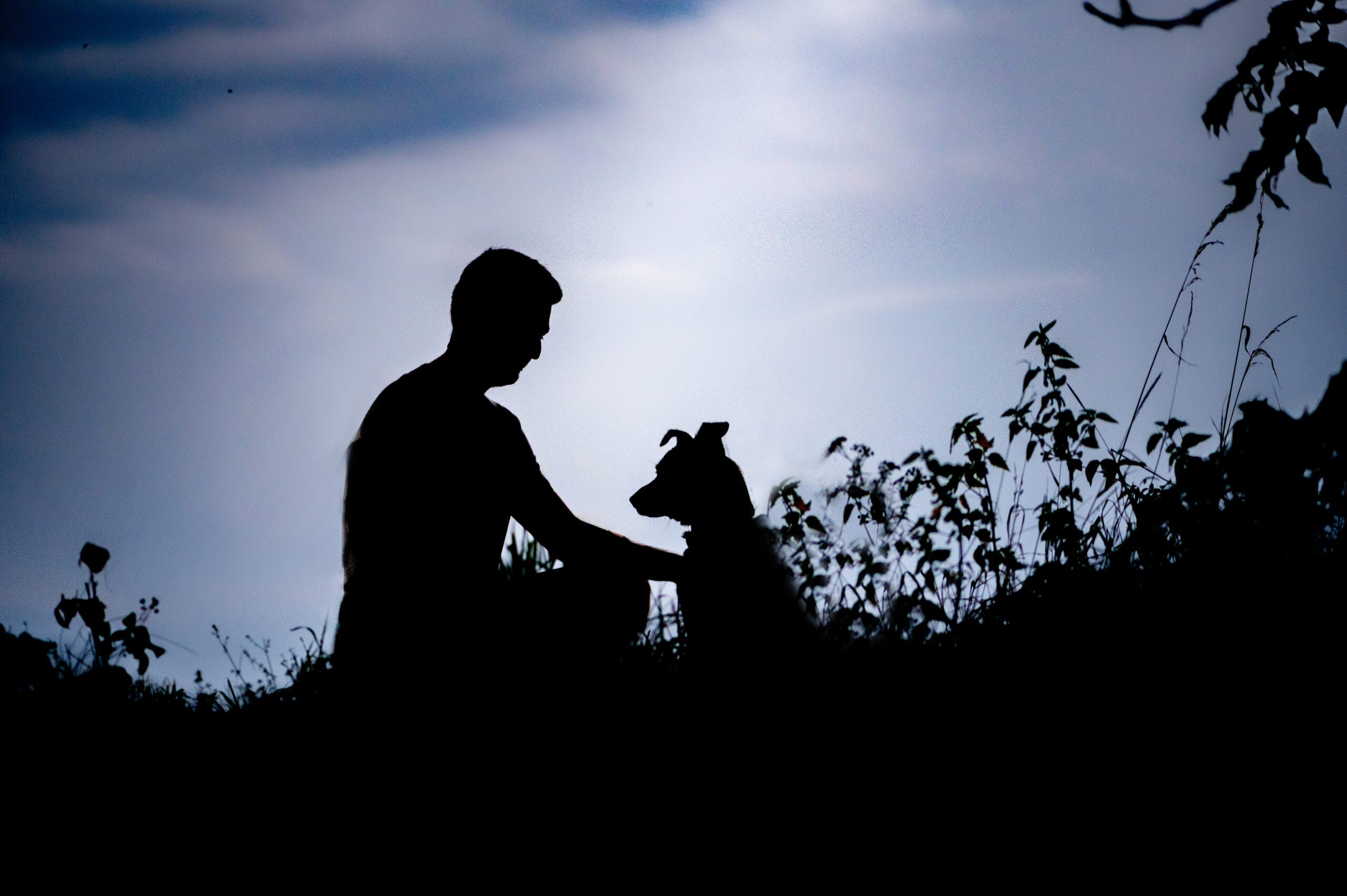 photo chat chaton chien chiot photographe professionnelle animalier grand est alsace lorraine bas rhin haut rhin strasbourg saverne nancy metz sarrebourg selestat colmar mulhouse miroir reflet mouvement famille cascade portrait contrejour