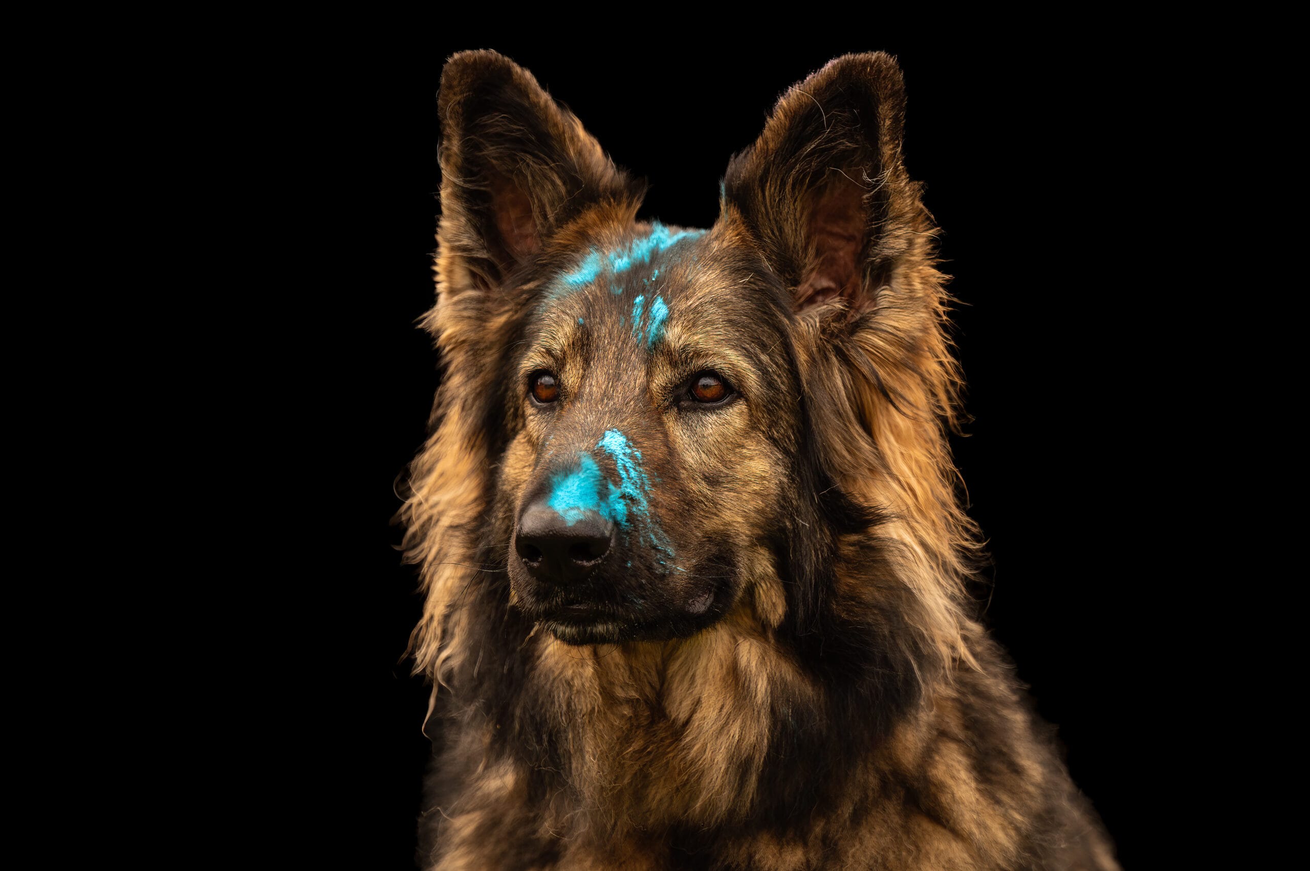 photo chat chaton chien chiot photographe professionnelle animalier grand est alsace lorraine bas rhin haut rhin strasbourg saverne nancy metz sarrebourg selestat colmar mulhouse miroir reflet mouvement famille cascade portrait tableau extérieur eau pied dans l'eau regard complicité