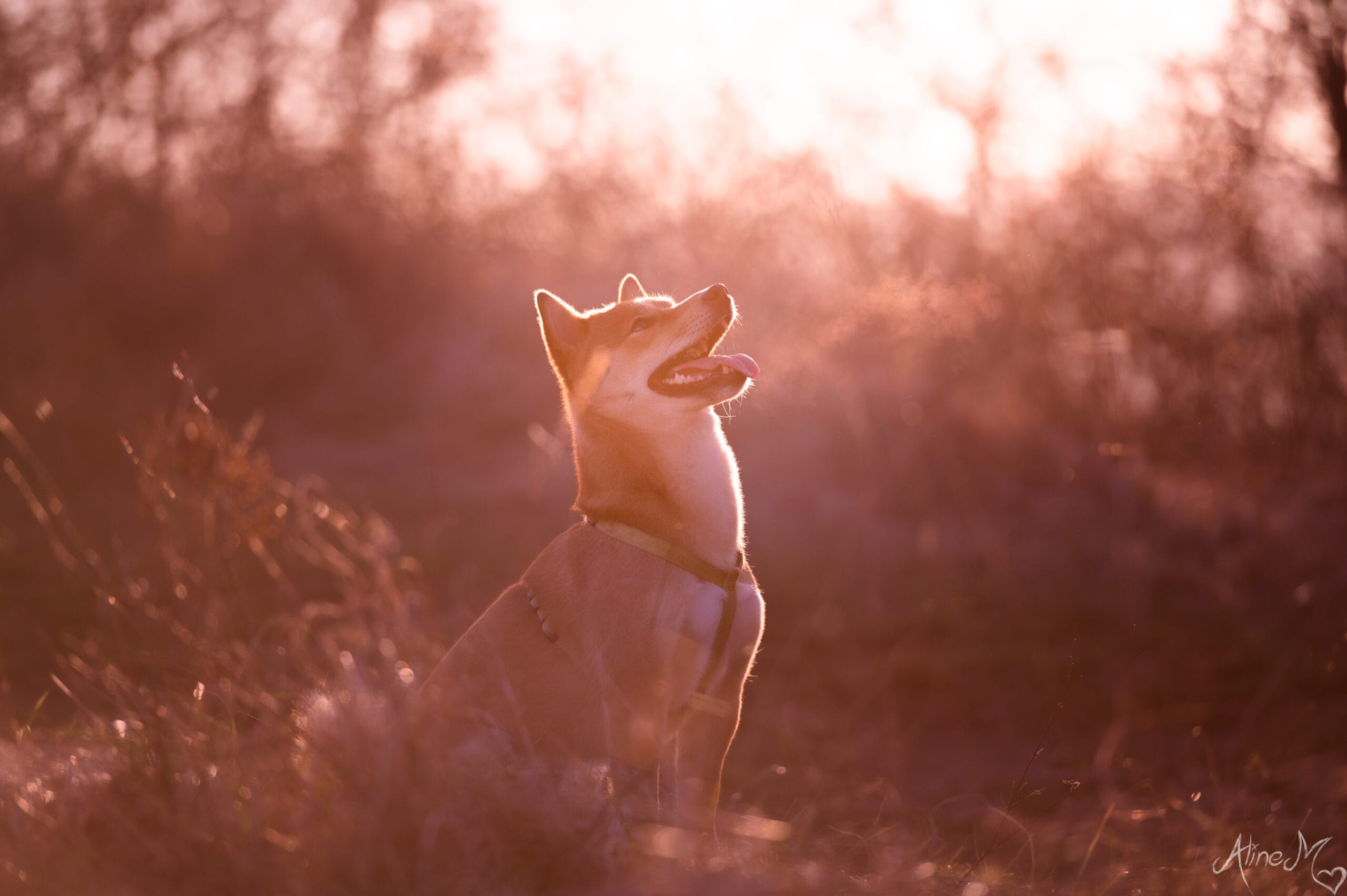 photo chat chaton chien chiot photographe professionnelle animalier grand est alsace lorraine bas rhin haut rhin strasbourg saverne nancy metz sarrebourg selestat colmar