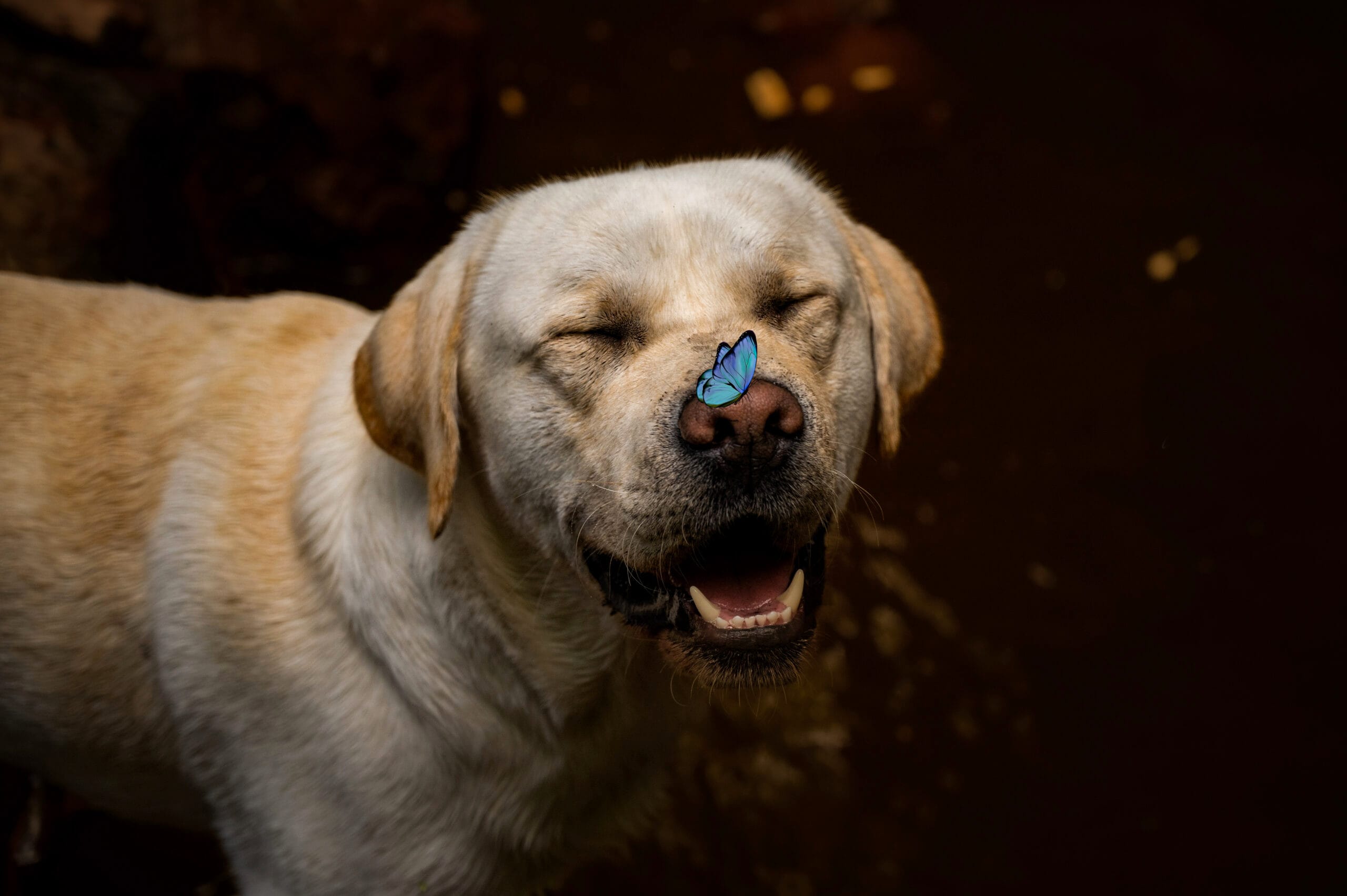 photo chat chaton chien chiot photographe professionnelle animalier grand est alsace lorraine bas rhin