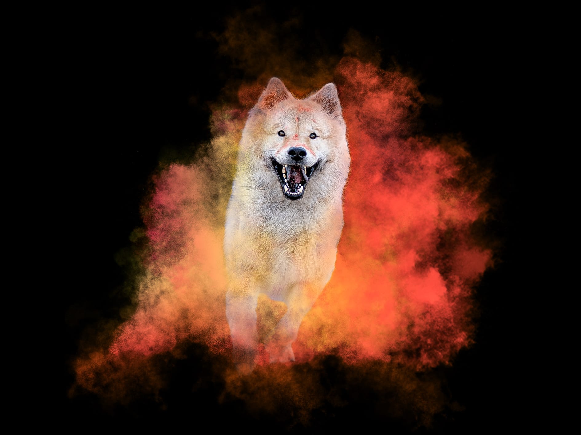 photo chat chaton chien chiot photographe professionnelle animalier grand est alsace lorraine bas rhin haut rhin strasbourg saverne nancy metz sarrebourg selestat colmar mulhouse miroir reflet mouvement famille cascade portrait poudre colorée