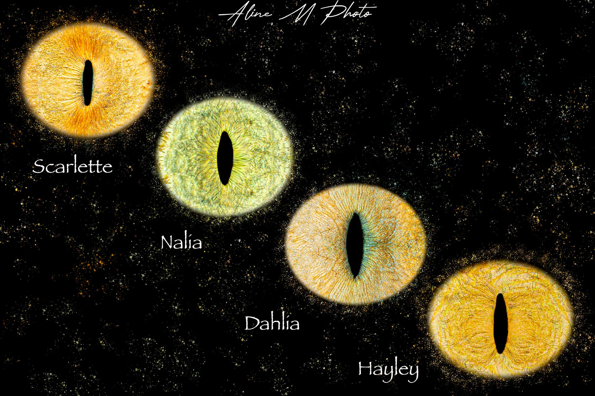 photo yeux rétine iris alsace saverne strasbourg france marmoutier animaux chien chat cheval lapin paris Belgique Luxembourg suisse nancy Metz grand est Belfort besancon Lyon annecy Troyes