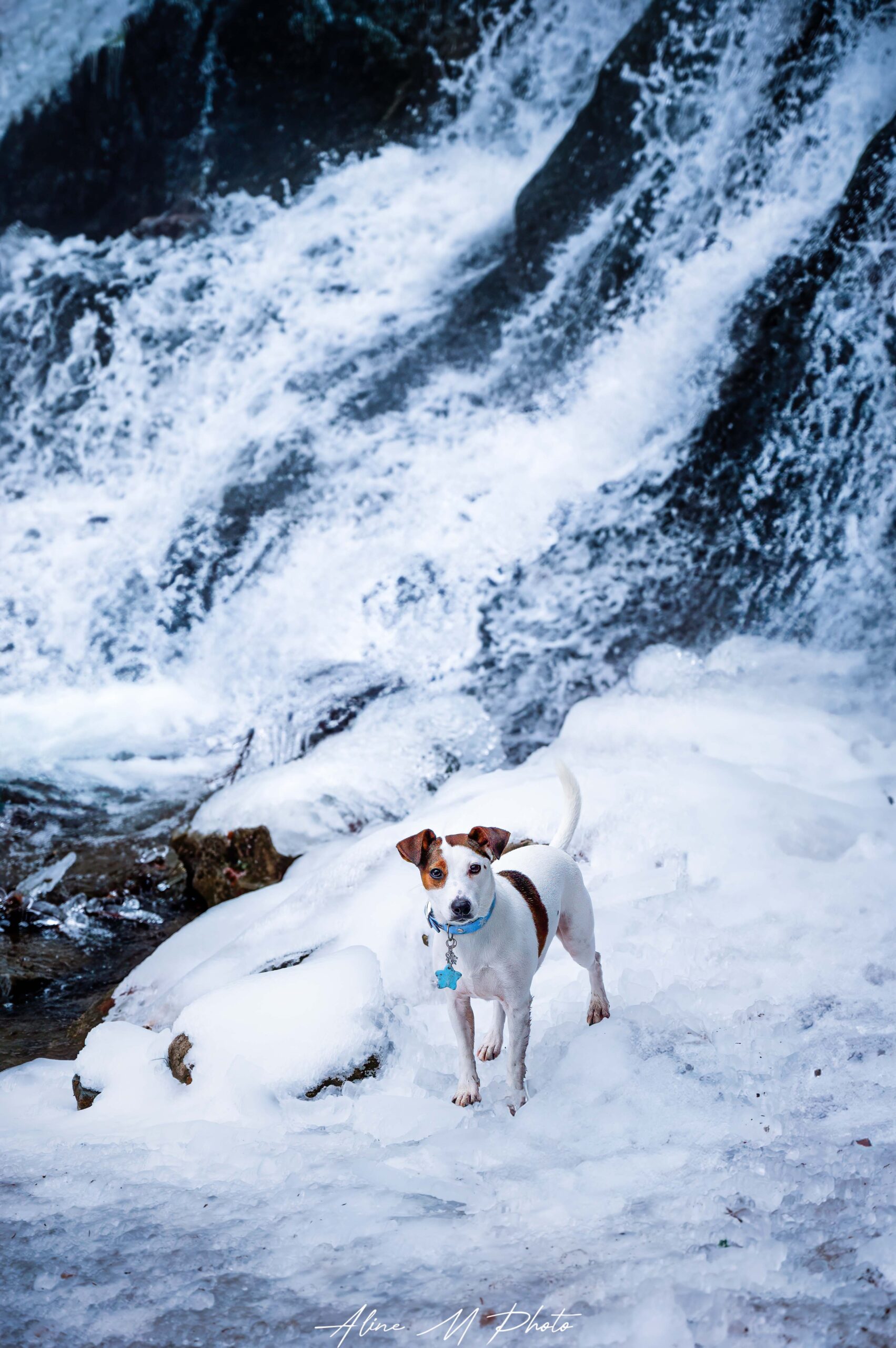 photo photographie chien alsace lorraine saverne strasbourg bulle savon extérieur naturel fleur studio fond noir enfant chiot nancy metz cascade Vosges