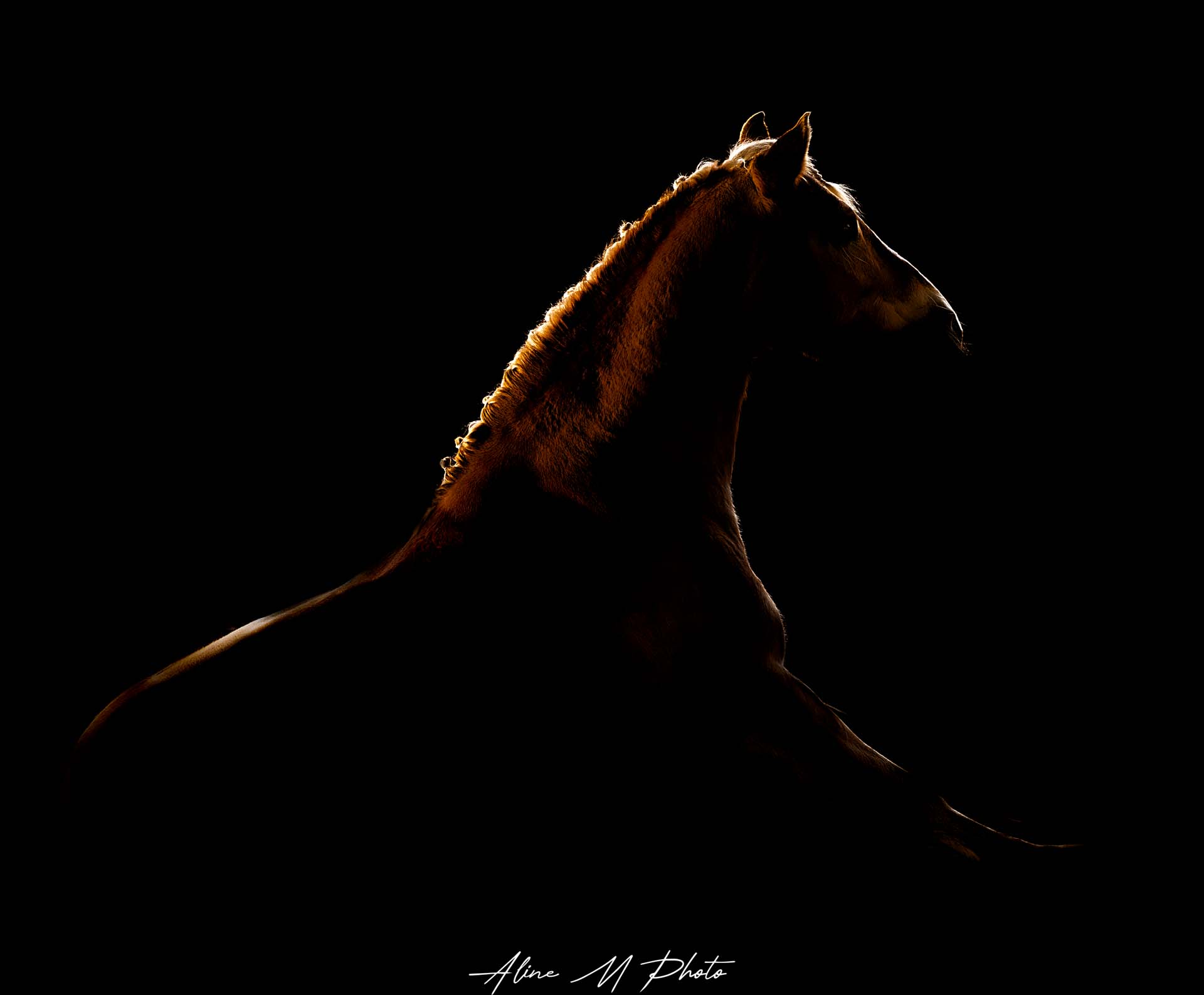 photo cheval chevaux poneys alsace lorraine saverne strasbourg selestat colmar Mulhouse marmoutier extérieur fond noir poudre colorée saut d'obstacle Vosges montagne paysage dressage