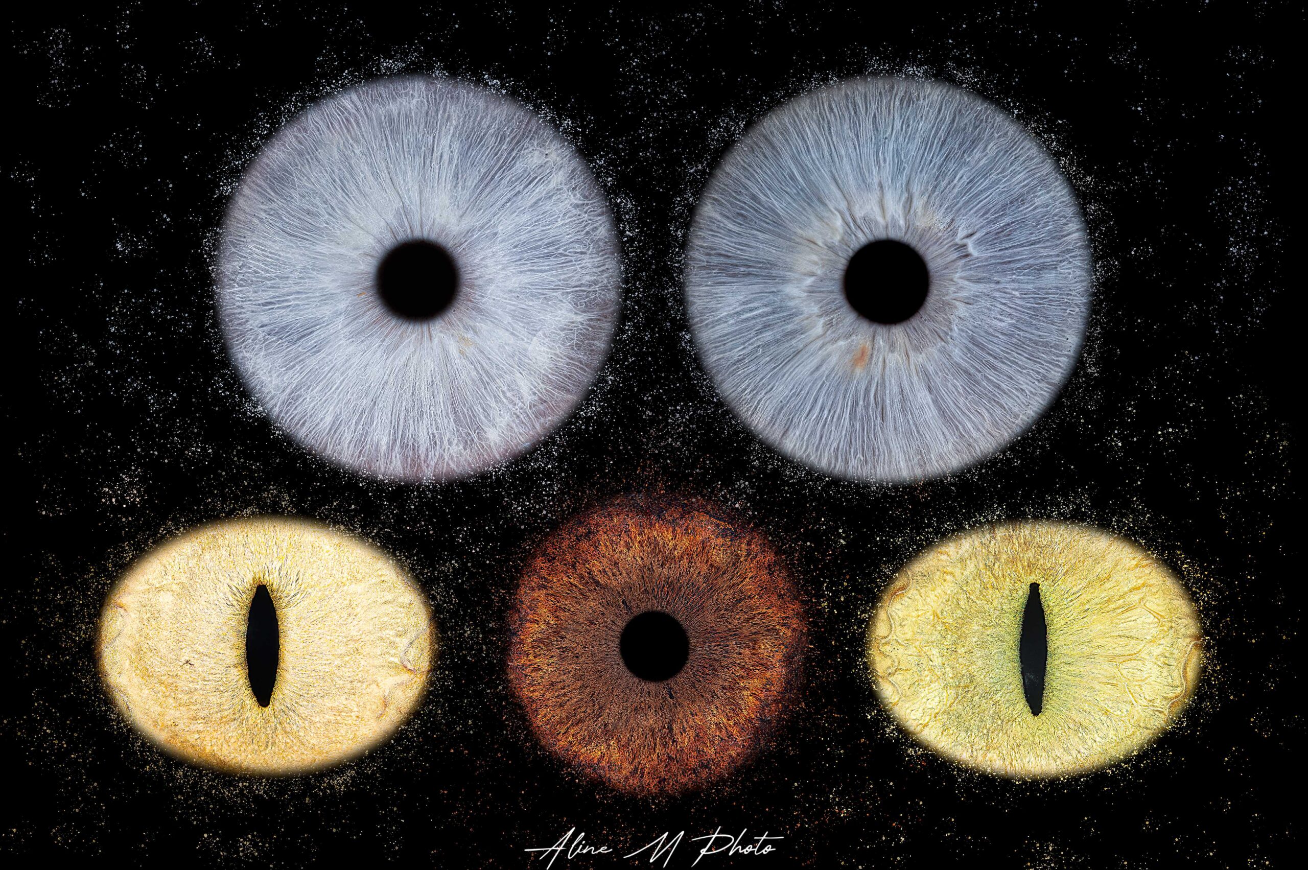 photo yeux rétine iris alsace saverne strasbourg france marmoutier animaux chien chat cheval lapin paris Belgique Luxembourg suisse nancy Metz grand est Belfort besancon Lyon annecy