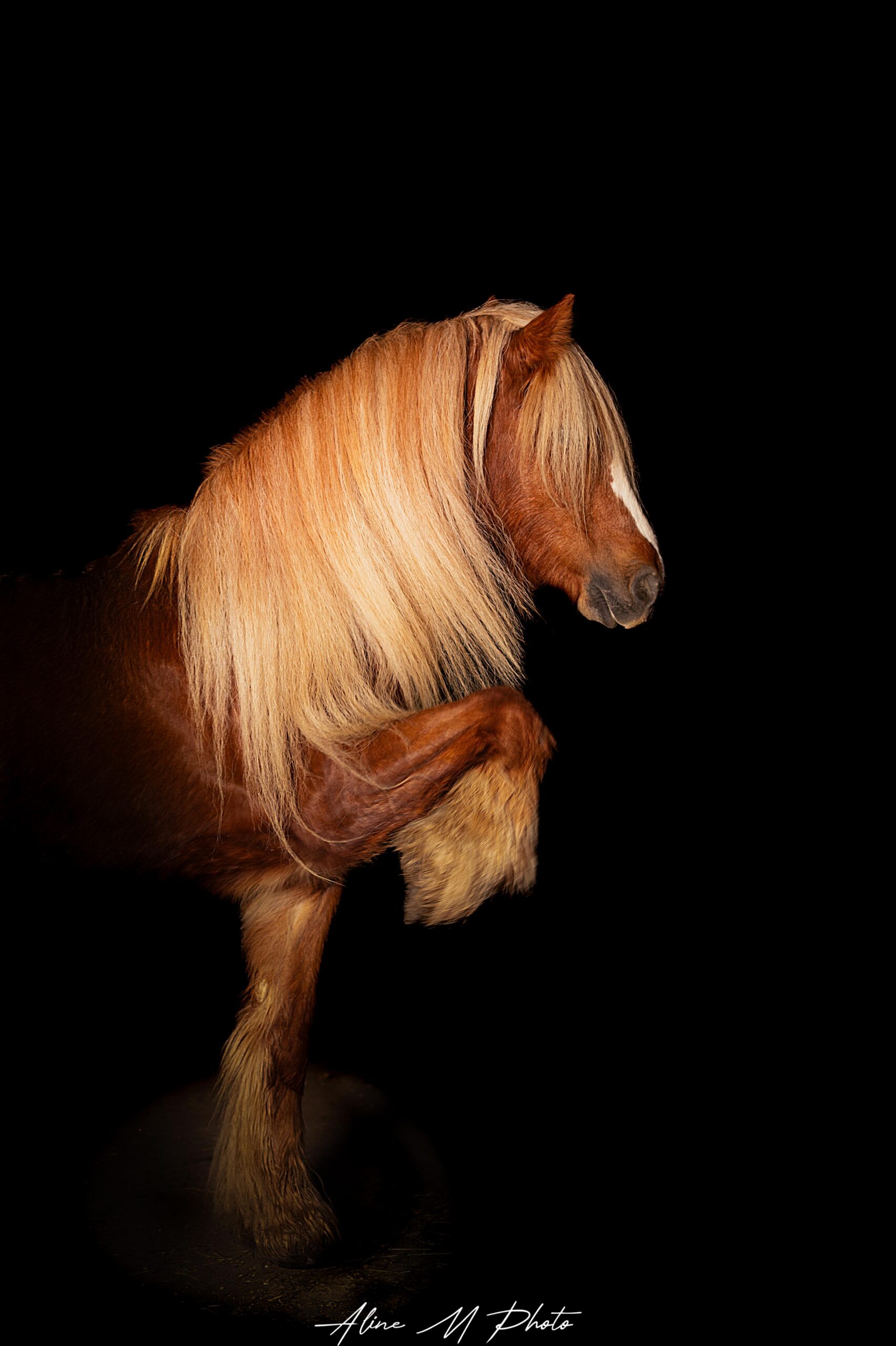 photo cheval chevaux poneys alsace lorraine saverne strasbourg selestat colmar Mulhouse marmoutier extérieur fond noir poudre colorée saut d'obstacle Vosges montagne paysage dressage mouvement nature naturel champ galop cabré frison fleur ethologie sans licol art