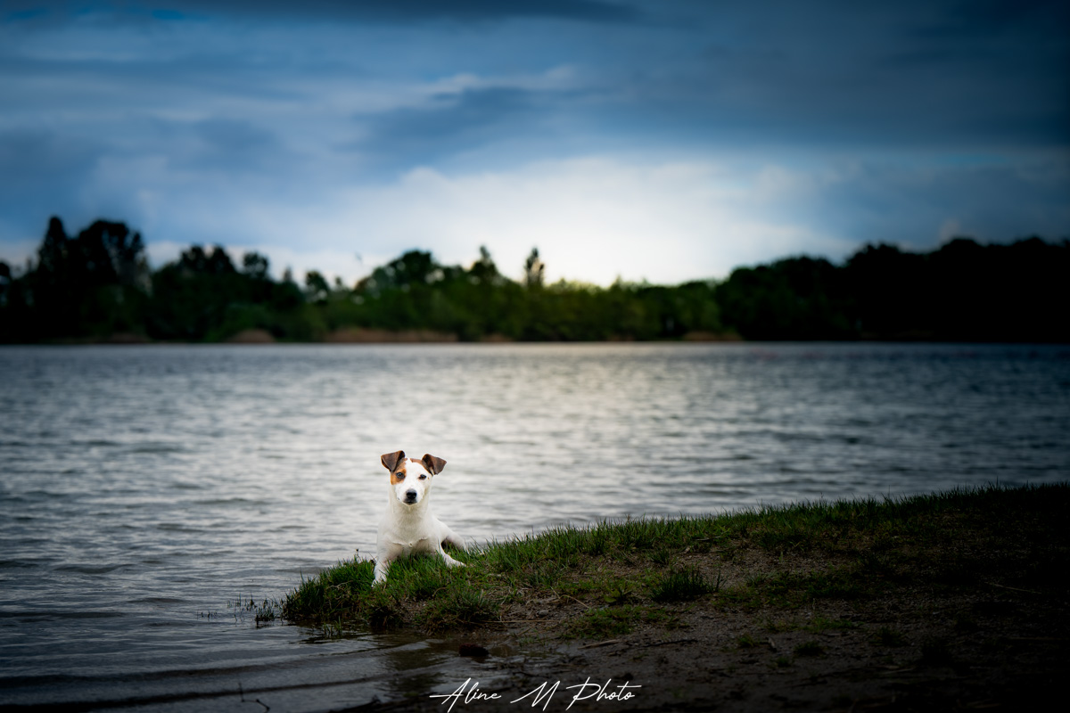 photo photographie chien alsace lorraine saverne strasbourg bulle savon extérieur naturel fleur studio fond noir enfant chiot nancy metz portrait yeux montagne lac neige dehors nature poudre couleur craie powder Marmoutier lac mer retouche art