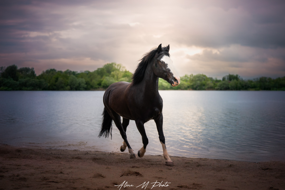 photo cheval chevaux poneys alsace lorraine saverne strasbourg selestat colmar Mulhouse marmoutier extérieur fond noir poudre colorée saut d'obstacle Vosges montagne paysage dressage mouvement nature naturel champ galop cabré frison fleur ethologie sans licol art tableau complicité bienveillance animaux plage mer