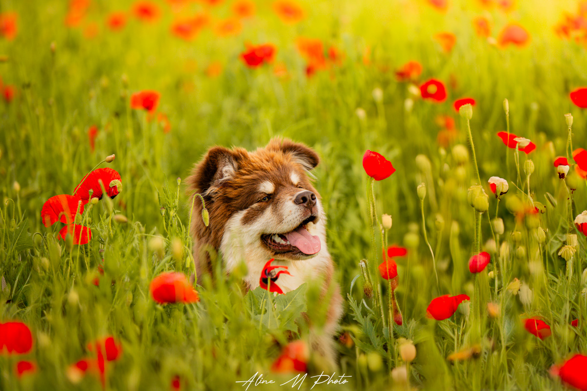 photo photographie chien alsace lorraine saverne strasbourg bulle savon extérieur naturel fleur studio fond noir enfant chiot nancy metz portrait yeux montagne lac neige dehors nature poudre couleur craie powder Marmoutier lac mer retouche art coquelicots colza rose bouton d'or foret champ