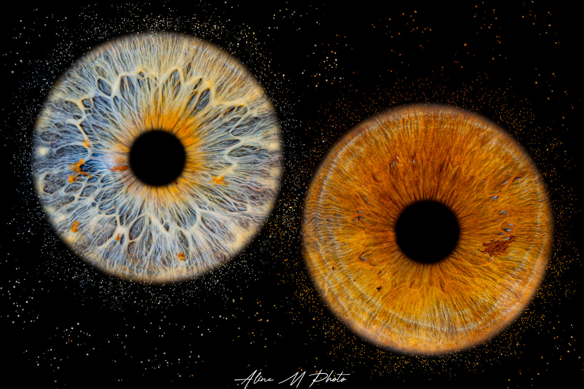 photo yeux rétine iris alsace saverne strasbourg france marmoutier animaux chien chat cheval