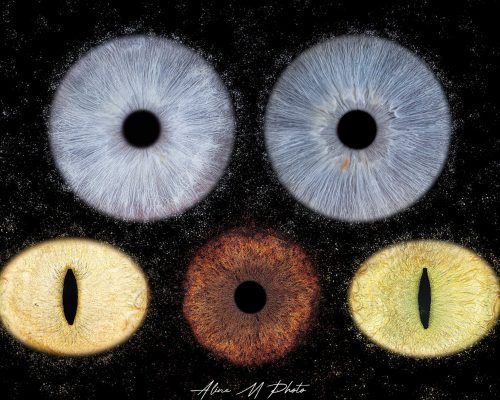 photo yeux rétine iris alsace saverne strasbourg france marmoutier animaux chien chat cheval lapin paris Belgique Luxembourg suisse nancy Metz grand est Belfort besancon Lyon annecy